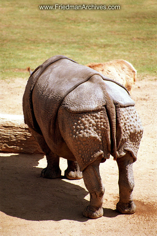 Rhino Rear 8x12 300 dpi